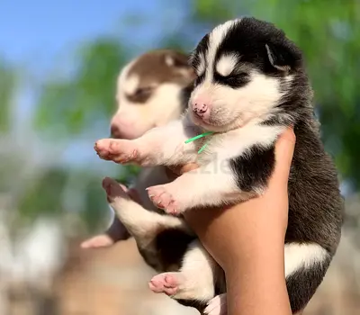 ⭐ Siberian Husky ⭐ 2 ½ month old, ready to leave home