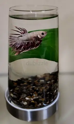 Small Glass Betta/Single Fish Tank with Gravel