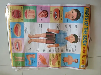 Vintage educational poster Parts of the Body (Hindi/English and Tamil) - used
