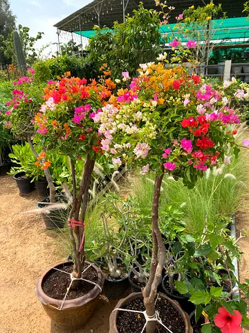 Bougainvillea and mixed flowering potted plants — ready for garden