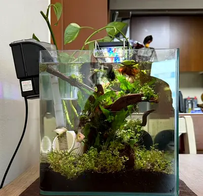 Planted Nano Aquarium with Filter, LED Light and Small Fish (Ready-to-Use)