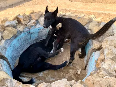⭐ Labrador mix and her puppy ⭐ (3 ½ months old) ready to leave for its new home. ️