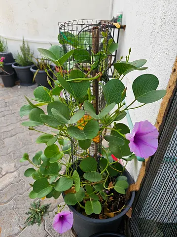 Flowering Climbing vine plant