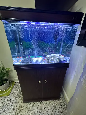 Glass Aquarium Tank with Wooden Stand and LED Lighting + 3 Koi Fish