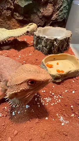 Reptile enclosure 60x45x45