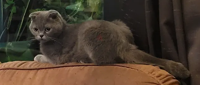 Scottish fold cat grey female