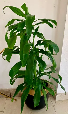 Large Dracaena plant with the pot