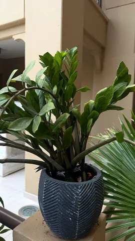 ZZ Plant (Zamioculcas) – Healthy Indoor Plant in Stylish Pot