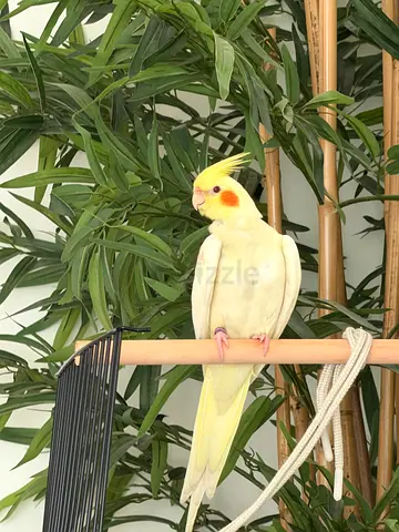 Parrot Cocktail 4 mothers old