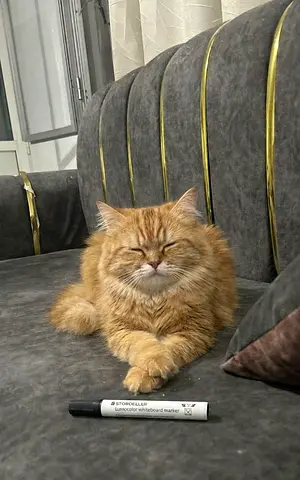 NY12 Persian Chinchilla - 8 months spayed up for adoption