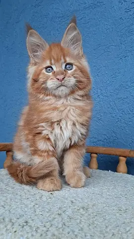 Maine $%! kitten free for adoption