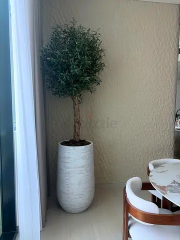 Huge plant Olivetree 250-260 cm incl Pot