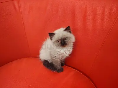 هملايا لعمر 50 يوم