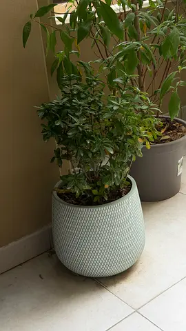 Decorative Green Bush in Pot (Species not confirmed)