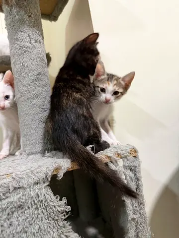 Trained kittens 2 months old for free adoption