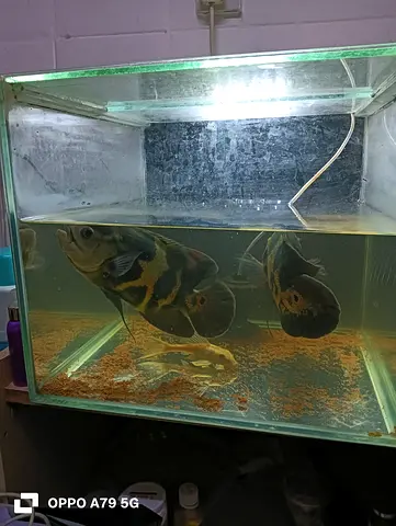Fish tank with live 4 fish