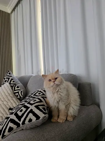 Looking for a loving home: Adult long-haired cream himalayas cat