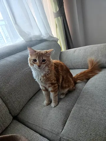 Friendly young ginger longhair cat available for adoption.