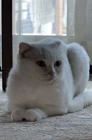 Scottish Fold Female for free adoption