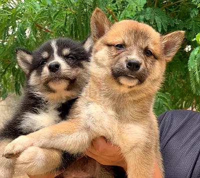 ⭐ Shiba Inu puppy ⭐ 2 ½  months old, ready to leave for its new home