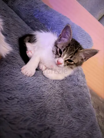 Kitten for free adoption