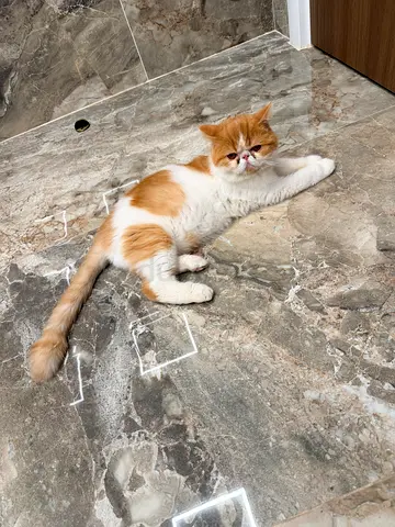 Exoctic short hair Persian male