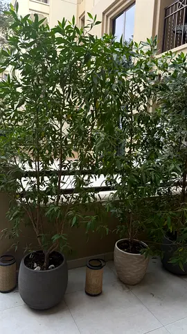 Damas tree, 2m tall, 9 pieces