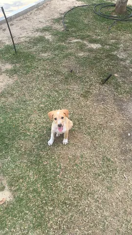 3 month beagle free for adoption