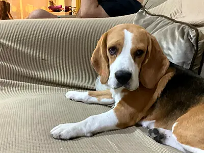 هور العنز شرق