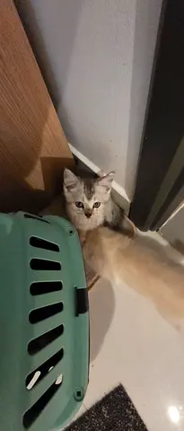 Kittens For Adaption