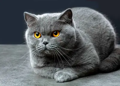 Exotic Panda British Blue Shorthair Male Cat for Adoption