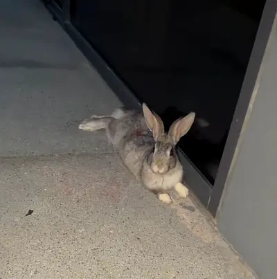 Bunnies for free adoption