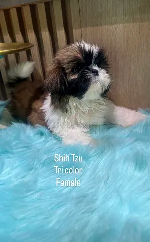 Shihtzus