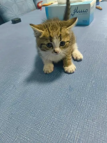 British shorthair females kittens very beautiful
