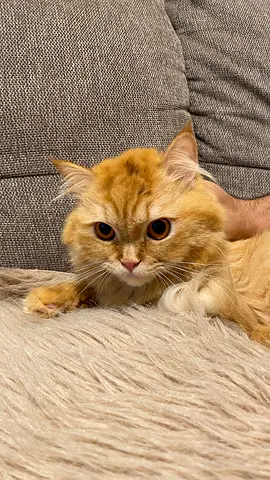 Turkish Angora Female Cat for adoption