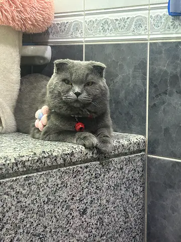 Friendly grey male Scottish Shorthair cat available for adoption