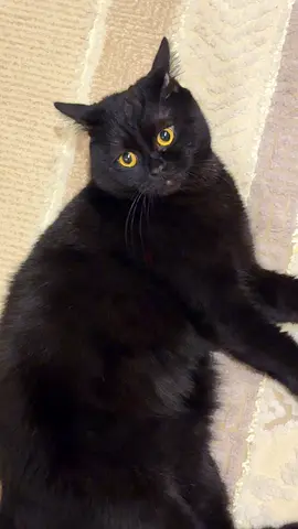 Black male cat looking for a new home