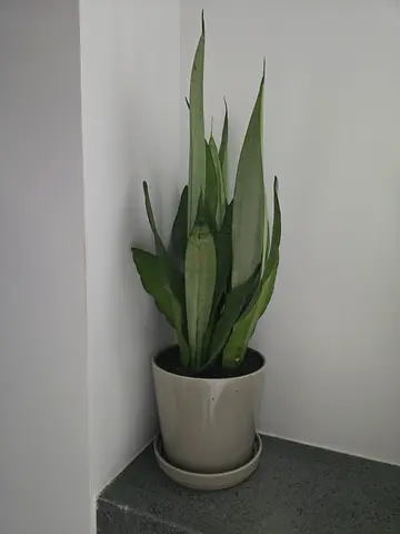 REAL SNAKE PLANTS WITH POT