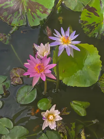 Aquarium with Fish and Water Lilies