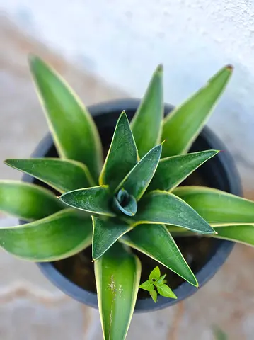 Bird’s Nest Snake Plant