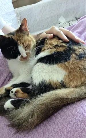 Diva Loving Queen Pudding, Rescue kitty for adoption