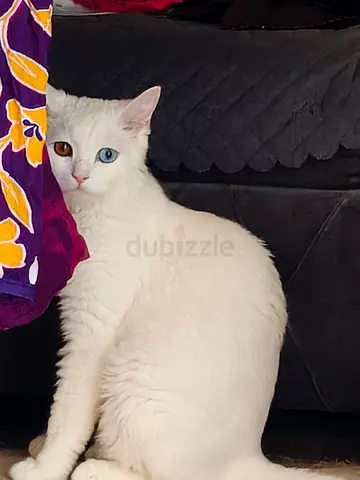 Turkish angora male vaccinated available free for adoption