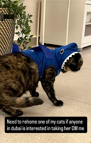 Super Friendly Cat Looking for a New Home (uae)