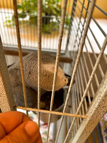 African grey - talking