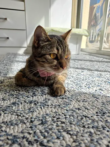 Free Adoption - Playful Tabby Cat Looking for a Loving Home