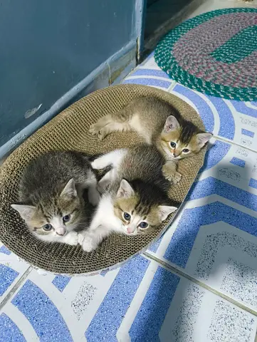 Meet my beautiful British shorthair female kittens