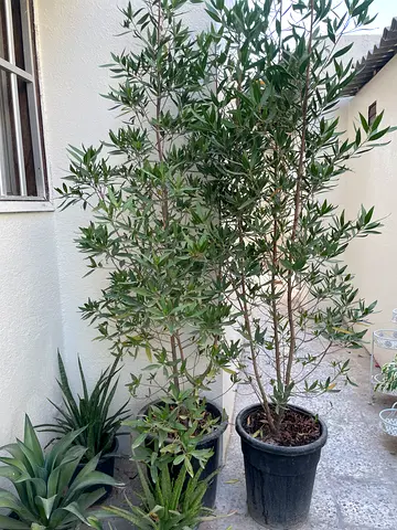 Damas plant/ tree
