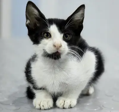 Adorable rescue baby kitten for adoption!