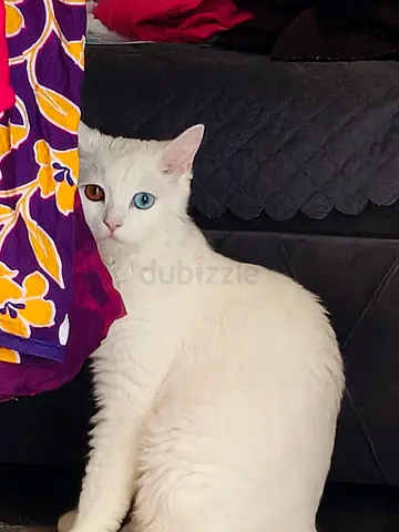 Turkish angora male vaccinated available free for adoption..