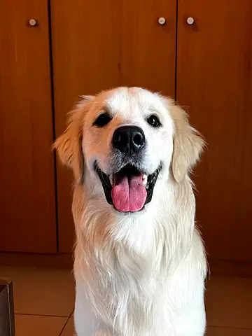 Vanilla Golden Retriever